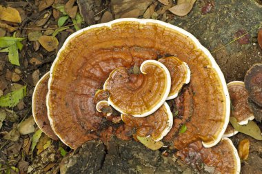 Bracket Mantarı Mumbai Maharashtra Hindistan Asya 