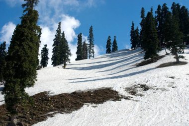 Trees in snowy ground against blue sky, Gulmarg Jammu and Kashmir, India, Asia clipart