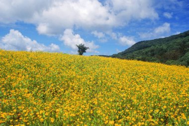 Diskit 'teki Hardal Alanları; Ladakh; Jammu & Kashmir; Hindistan 