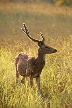 Chital veya Benekli Geyikler Stags Ekseni, Kanha, Madhya Pradesh, Hindistan