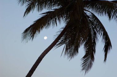 Bombay yakınlarındaki sahilde tek hindistan cevizi ağacı, Maharastra, Hindistan.
