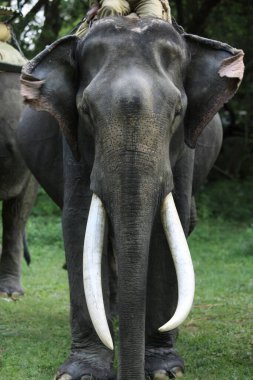 Asyalı fil (Elephas maximus) Kaziranga Ulusal Parkı 'ndan uzun fildişi dişleriyle; Assam; Hindistan