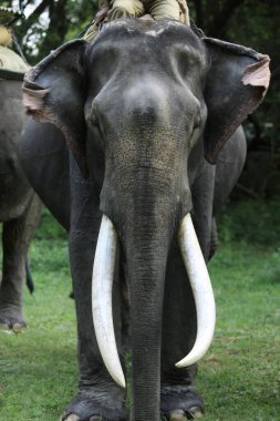 Asiatic Elephant ( Elephas maximus ) with long ivory tusks from Kaziranga National Park ; Assam ; India clipart