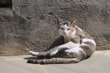 Şirin tekir kedi sokakta dinleniyor.