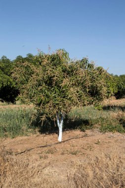mango ağacı, sangli, maharashtra, Hindistan, Asya