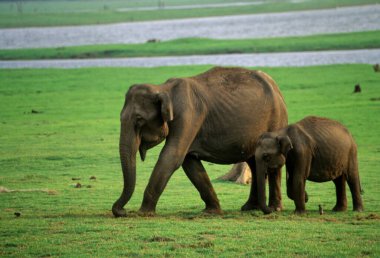 Dişi filler ve Yavru bir buzağı, Elephas maximus, Kabini Ulusal Parkı, Karnataka, Hindistan 
