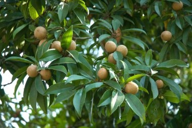 chikoo hanging on tree , Bordi , Palghar , Maharashtra , India clipart