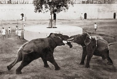 Fillerin dövüştüğü eski bir klasik fotoğraf.