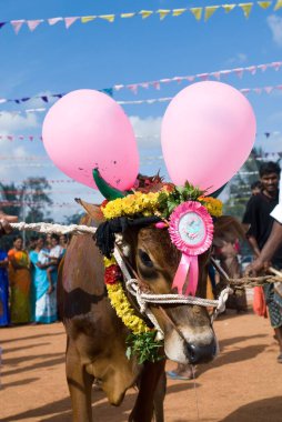 Pongal, Kinathukkadavu Coimbatore yakınlarında, Tamil Nadu, Hindistan  