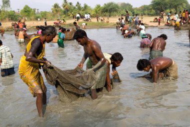 Balık festivali, Ponnamaravathy, Pudukkottai, Tamil Nadu, Hindistan  