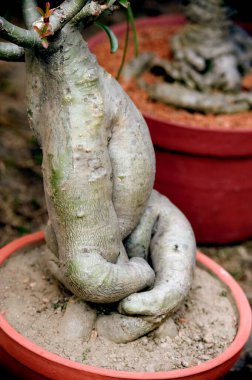 Bonsai pamuk ağacı Lord Ganesha; Batı Bengal; Hindistan
