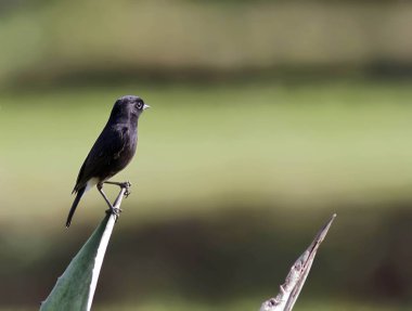 Pied Bush Chat koorg karnataka Hindistan Asya  