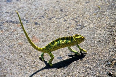 Chameleon lizard chamaeleonidae in nature clipart