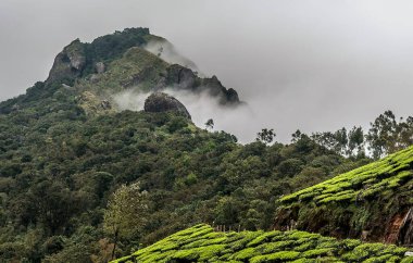 Çay bahçesi devikulam tepeleri, idukki, kerala, Hindistan, Asya 
