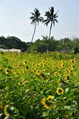 Ayçiçeği tarlaları, Umarsadi, Valsad, Gujarat, Hindistan, Asya