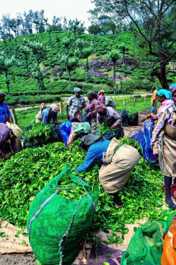 Packing tea leaves, Munnar, Idukki district, Kerala, India clipart