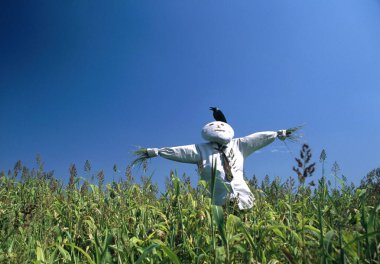 Korkuluk Kargası tarlada karga, Pune, maharashtra, Hindistan 