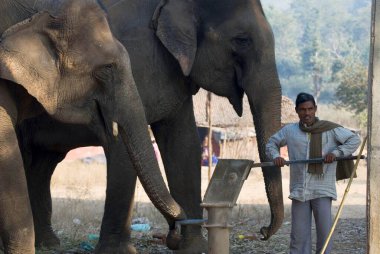 indian man working with Two Elephants ; Betla National Park ; Palamu ; Daltnganj ; Jharkhand ; India clipart