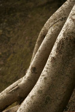 Ağaç gövdesi kalça ve bacak şeklinde.