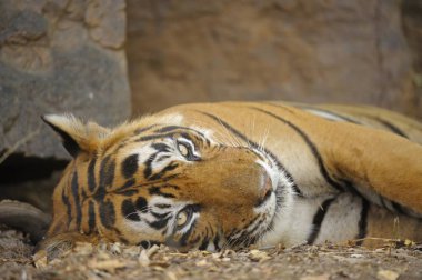 Ranthambhore Ulusal Parkı, Rajasthan, Hindistan, Asya 'da kaplan 