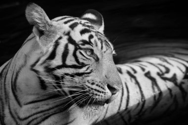 Hindistandaki Ranthambhore Ulusal Parkı 'nda bir su birikintisinde oturan vahşi bir kaplanın siyah beyaz portresi.