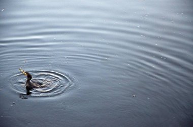 Jodhpur Rajasthan göletinde gagasında balık olan karabatak Hindistan Asya 