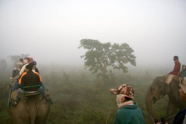 Fil sırtında turistler sabahleyin Kaziranga Ulusal Parkı, Assam, Hindistan 'da sis manzarası. 