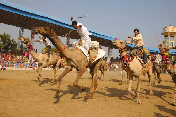 stock image Camels racing at Pushkar fair, Rajasthan, India  