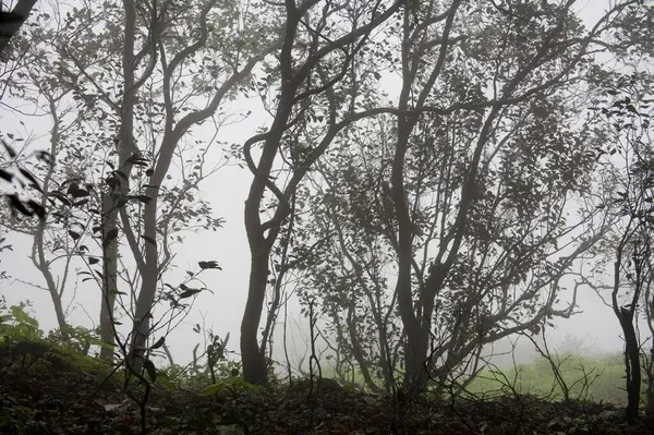 Stock image View of forest in Monsoon Season on Hill station ; Matheran ; Maharashtra ; India