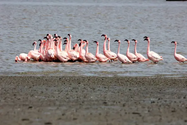 Küçük flamingo, tapi nehri, Surat, Gujarat, Hindistan, Asya