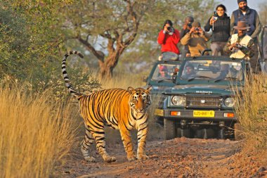 Tiger Panthera Tigris Tigris, Ranthambore Ulusal Parkı, Rajasthan, Hindistan