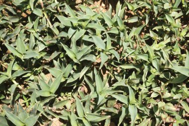 kanchara commelina benghalensis linn, Hindistan 