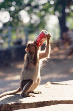 Rhesus Macaque Coca Cola Macaca mulatta içiyor, Maymun.