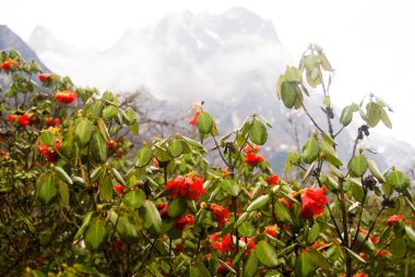Rhododendrons çiçekleri, Yumthang, Sikkim, Hindistan