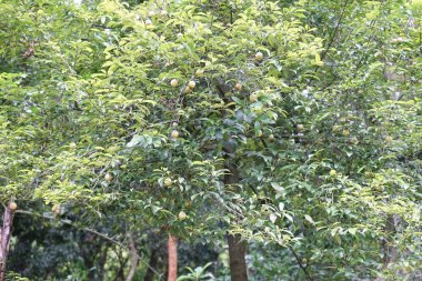 Nutmeg ağaçları, Kurumba Köyü Resort, Hillgrove, Karamadai, Burliyar, Nilgiris, Tamil Nadu, Hindistan