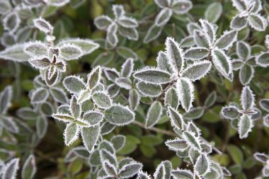 Yeşil Donmuş Yapraklar bitki, Kış başında Hoarfrost, İsveç 
