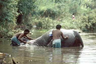 Mahouts fili Courtallam 'da yıkıyor, Tamil Nadu, Hindistan