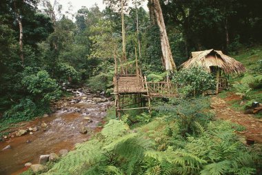 Lakkidi, Wayanad, Kerala, Hindistan 'daki Yeşil Büyü Tesisi. 