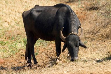 Hindistan 'ın Amravati, Maharashtra bölgesinde bufalo otlaması 