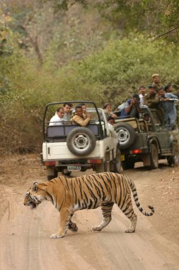 Ranthambore Tiger Reserve Ulusal Parkı, Rajasthan, Hindistan 'da Tiger Panthera Tigris safarisi yapan insanlar.