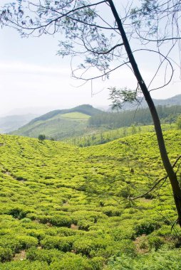 Munnar, Kerala, Hindistan 'daki Çay Bahçesi' nin inanılmaz canlı manzarası..