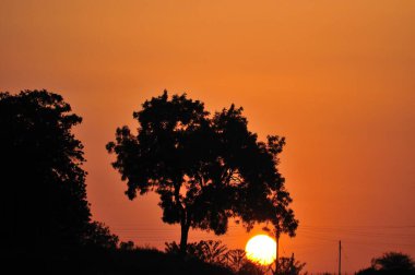 Günbatımı gökyüzü, turuncu güneş ve ağaç siluetleriyle 