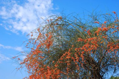 Caparis Dicedua bitkilerinde çiçek açan Jodhpur, Rajasthan, Hindistan 
