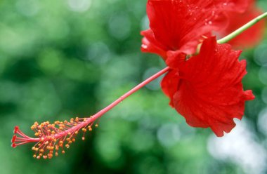 Hibiscus, Hibiscus hirtus, çiçekleri göster, kudal, Maharashtra, Hindistan