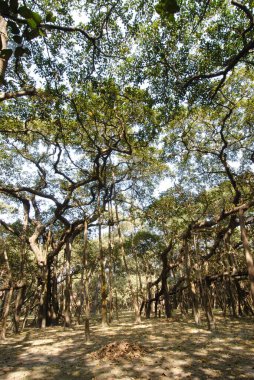 Hindistan 'daki en büyük Banyan ağacı; Botanik Bahçesi; Kalküta; Batı Bengal; Hindistan