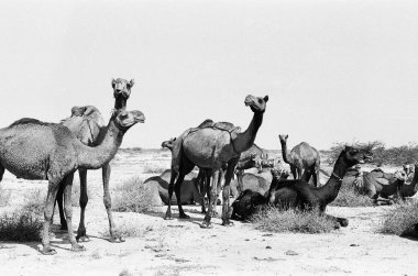 Camels herd close to Rann of Kutch, Gujarat, India clipart