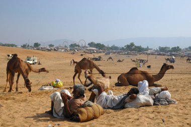 Pushkar Fuarı 'ndaki develer ve köylüler, Pushkar, Rajasthan, Hindistan 