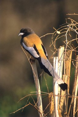  Hint Ağacı (Dendrocitta vagabunda), Sariska vahşi yaşam sığınağı, Rajasthan, Hindistan