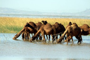 Develer içme suyu, Charidand, Kutch Çölü, Kutch, Gujarat, Hindistan 