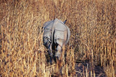 One Horn Rhinoceros Rhinoceros unicornis , Kaziranga National Park , Assam , india clipart